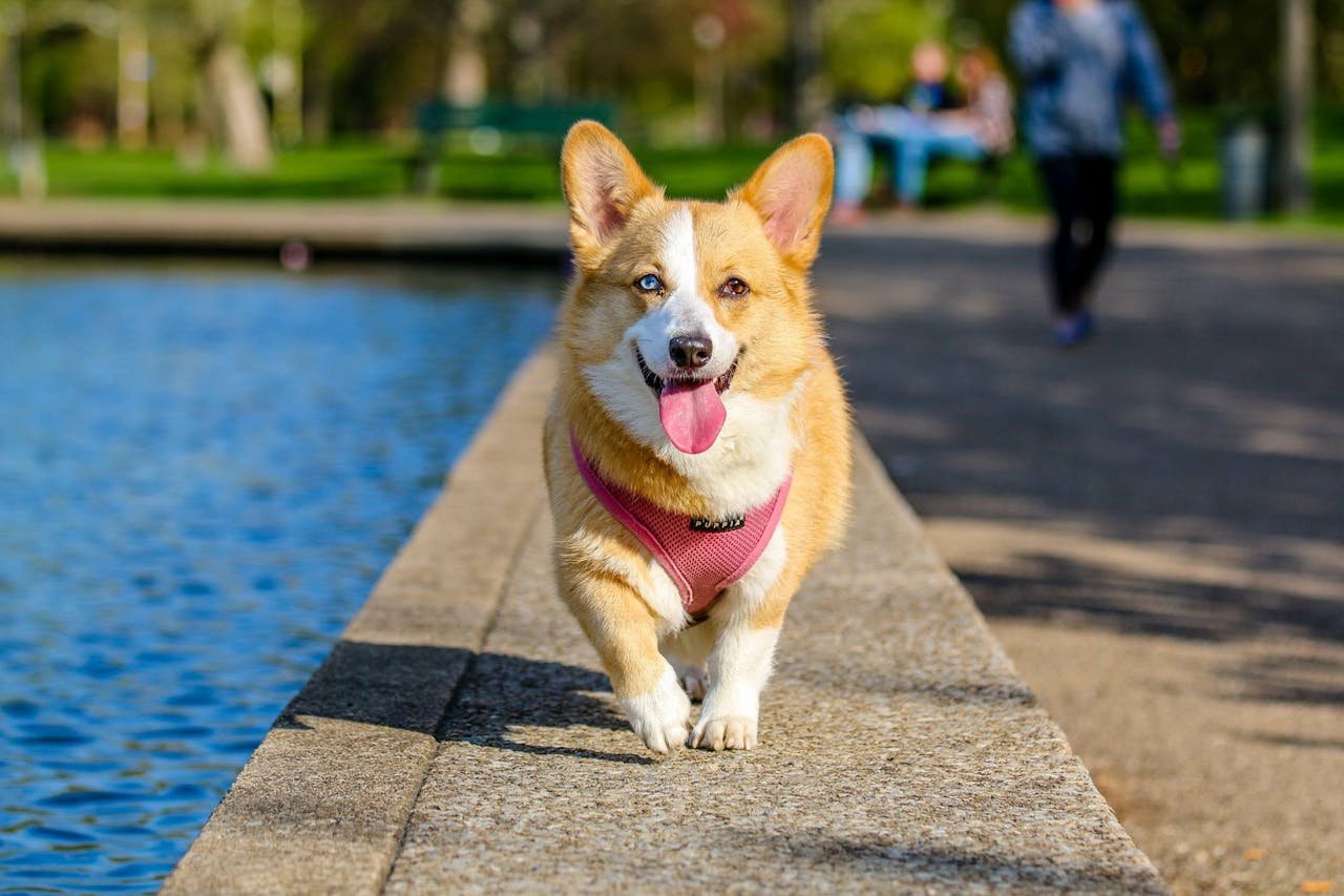 happy dog walking near water