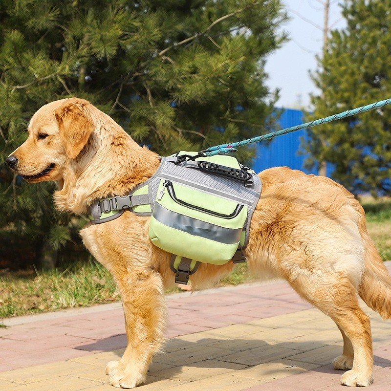 Dog wearing accessories